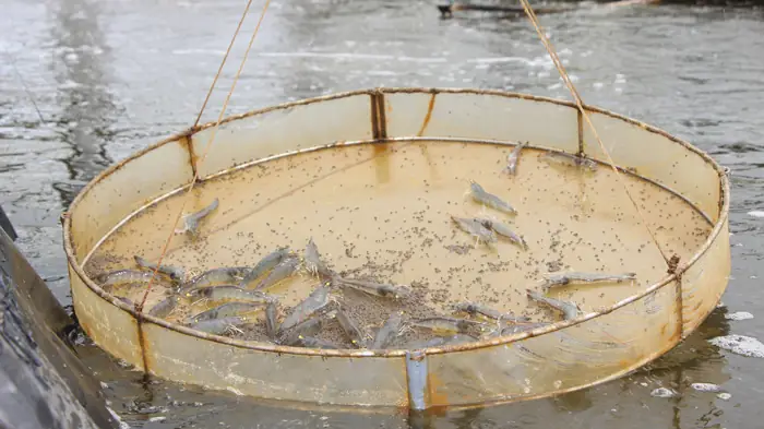 Tỷ Lệ Chuyển Đổi Thức Ăn (fcr): Chỉ Số Thể Hiện Tính Hiệu Quả Trong ...