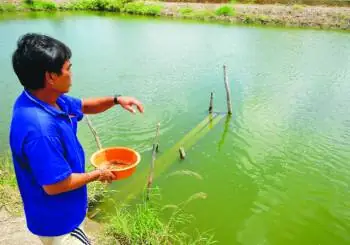 Quản Lý Thức Ăn Cho Cá – Tạp Chí Thủy Sản Việt Nam