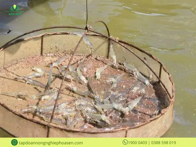 Cách Tính Lượng Thức Ăn Cho Tôm Từ Tháng Thứ Hai