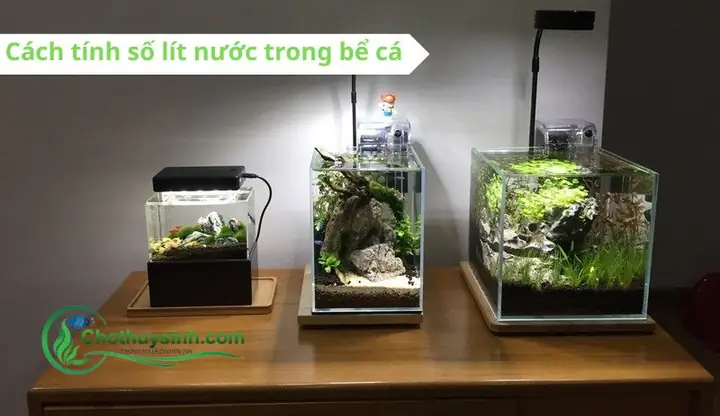 Hướng Dẫn Chi Tiết Cách Tính Số Lượng Cá Nuôi Trong Bể