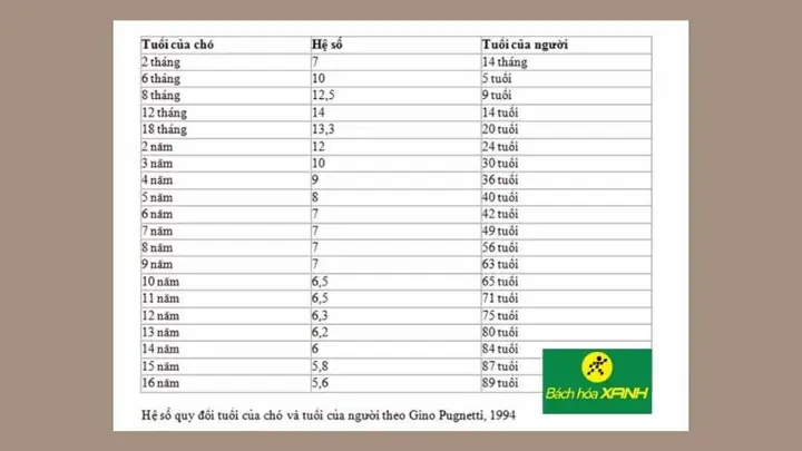 Tính Tuổi Chó Theo Tuổi Người