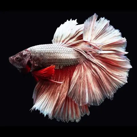 Cách Trang Trí Hồ Cá Betta