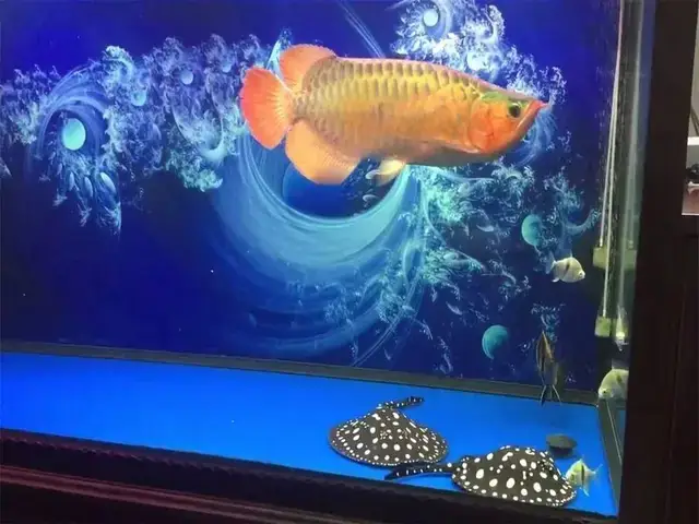 Lựa Chọn Vật Liệu Và Bố Cục Khi Trang Trí Hồ Cá Rồng