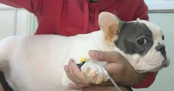 Đặc Trị Bệnh Care Ở Chó Duy Nhất Có Tại Pethealth