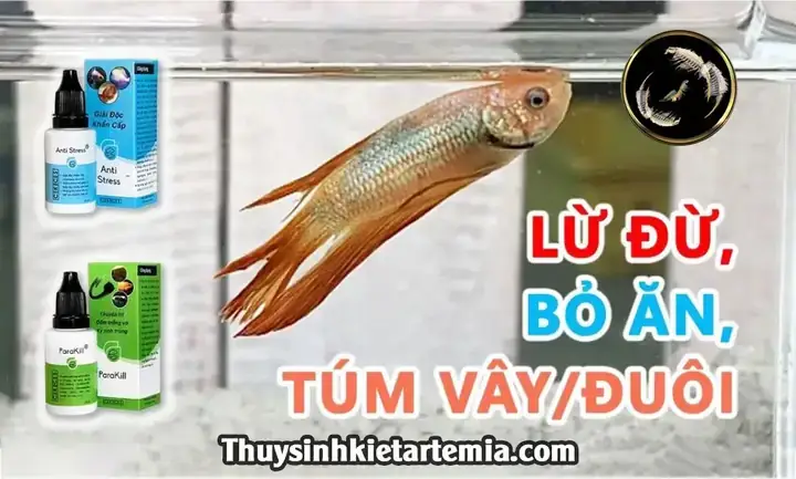 Duy Trì Chất Lượng Nước Tốt