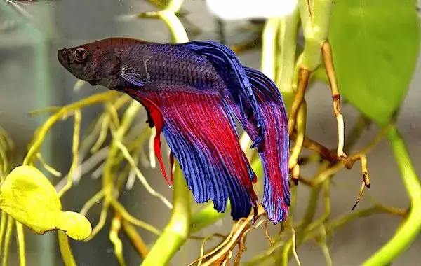 Hiện Tượng Sock Nước (sốc Nước)