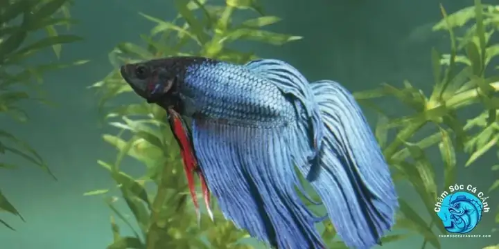 Màu Sắc Nhợt Nhạt