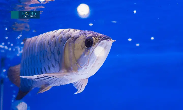 Dấu Hiệu Cho Thấy Cá Rồng Bị Nấm Râu