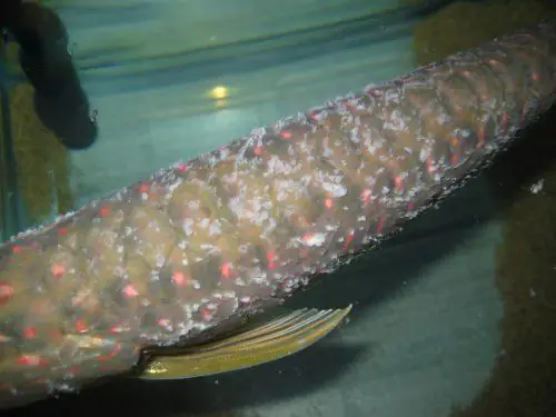 Cách Trị Cá Rồng Nổi Lưng: Nguyên Nhân Và Giải Pháp Hiệu Quả Cho Người Nuôi