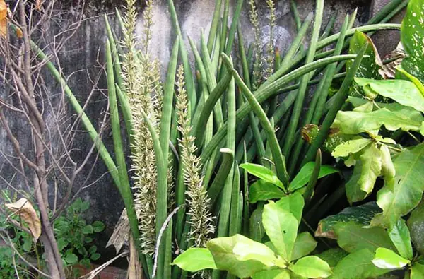 Cách Trị Chó Cắn Dân Gian