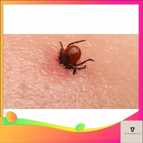 Cách Trị Chó Cắn Gà: Hướng Dẫn Toàn Diện Từ Chuyên Gia