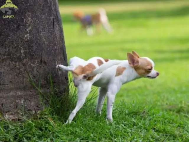 Chó Đái Bậy Để Đánh Dấu Lãnh Thổ