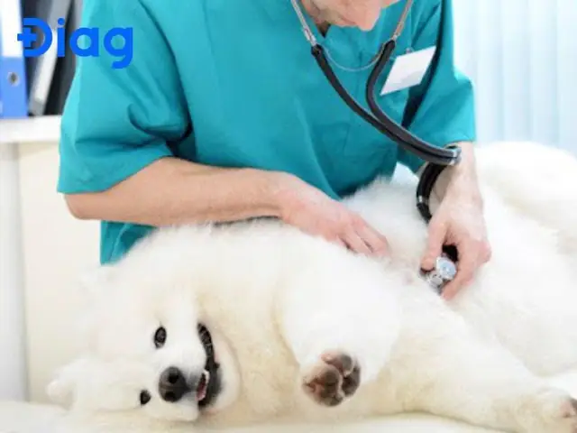 Hướng Dẫn Phòng Ngừa Tái Nhiễm Bệnh Sán Chó