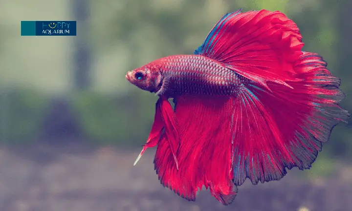 Những Lưu Ý Khi Chữa Trị Nấm Cho Cá Betta Bằng Muối