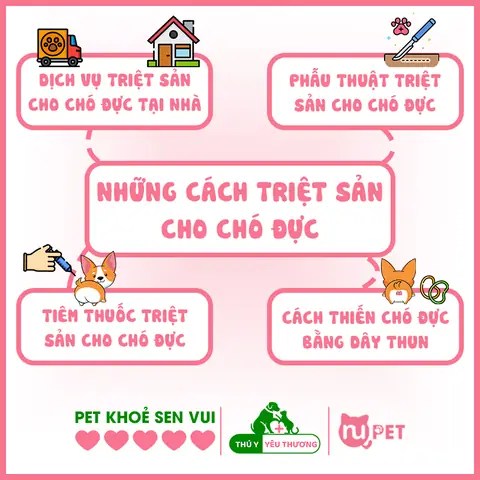 Tổng Hợp 4 Cách Triệt Sản Chó Đực Tại Nhà Hoặc Phòng Khám