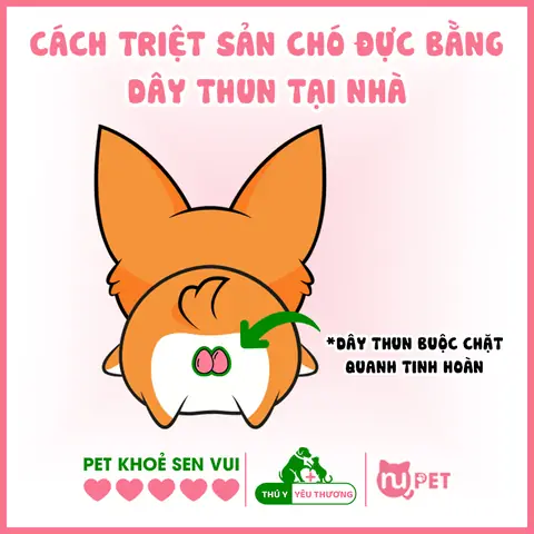 Cách Thiến Chó Đực Bằng Dây Thun Tại Nhà