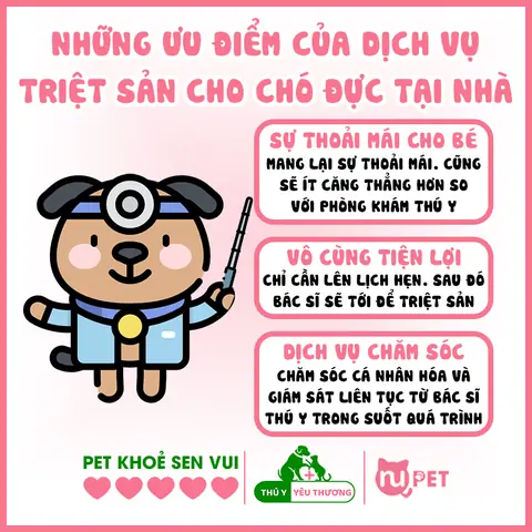 Ưu Điểm Của Dịch Vụ Triệt Sản Chó Đực Tại Nhà