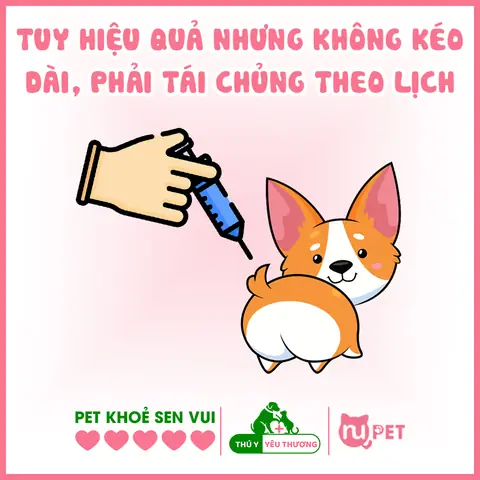 Nhược Điểm Của Phẫu Thuật Triệt Sản Cho Chó Đực