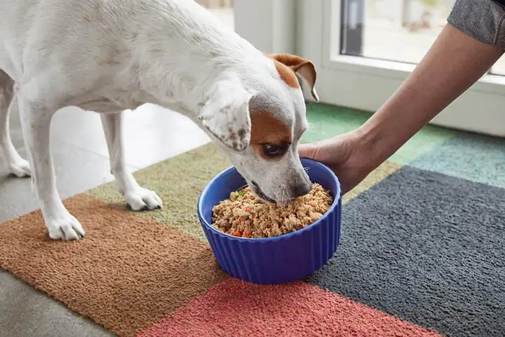 Sen Nên Cho Chó Ăn Bao Nhiêu Cơm Trộn?