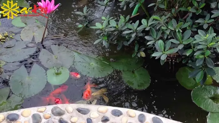 Làm Đẹp Cho Bể Cá Koi