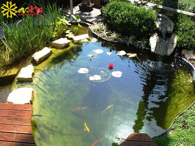 Cách Chăm Sóc Hoa Súng Trong Hồ Cá Koi
