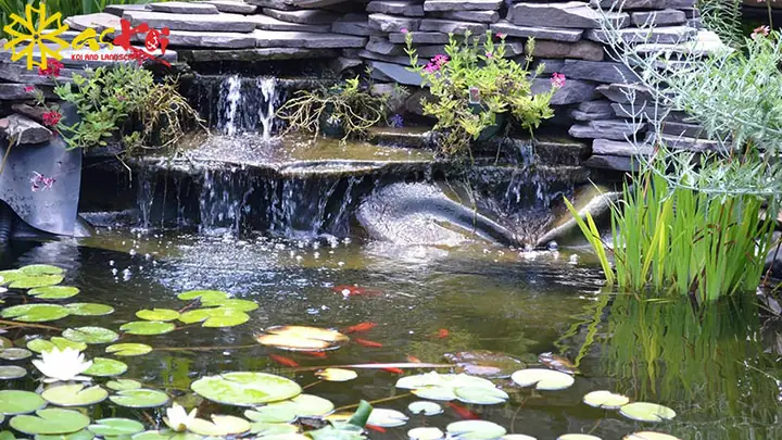 Lưu Ý Khi Trồng Hoa Súng