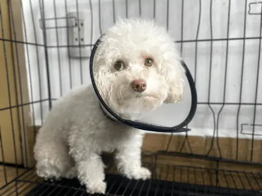 Hướng Dẫn Cách Theo Dõi Và Chăm Sóc Sau Truyền Dịch Hướng Dẫn Cách Theo Dõi Và Chăm Sóc Sau Truyền Dịch