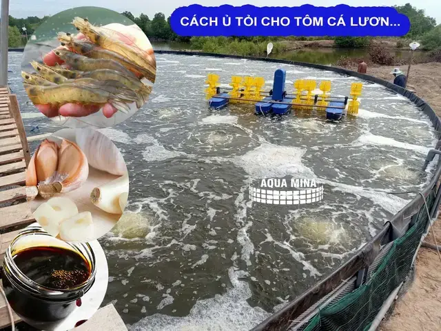 Cách Sử Dụng Tỏi Tươi Trực Tiếp Để Phòng Bệnh Cho Cá