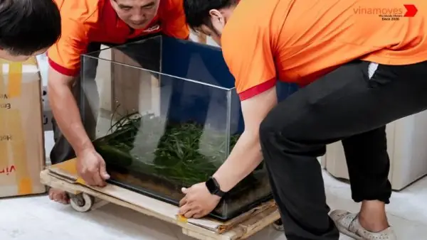 Lưu Ý Khi Vận Chuyển Cá Cảnh Và Bể Cá