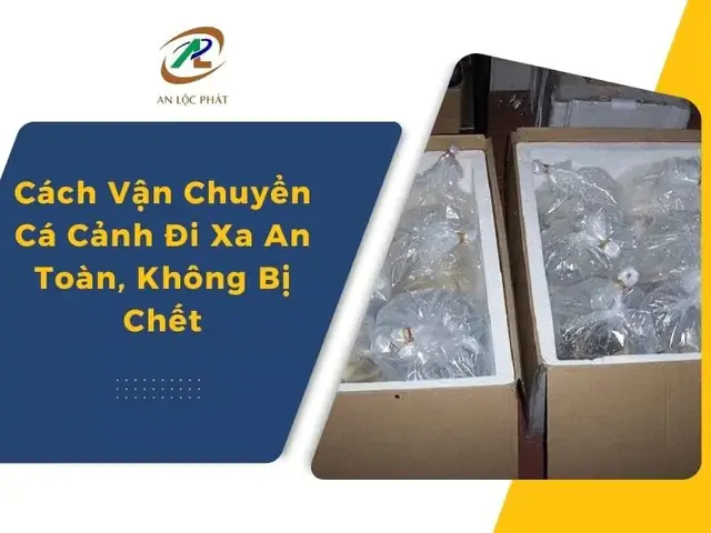 Cách Vận Chuyển Cá Cảnh Đi Xa Cách Vận Chuyển Cá Cảnh Đi Xa