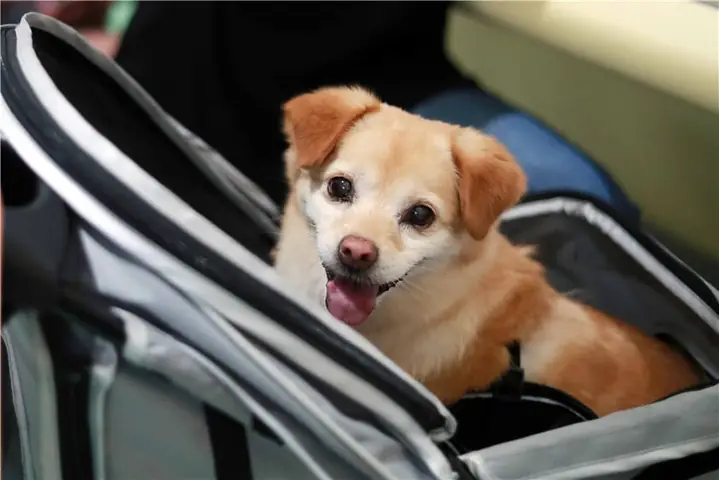 Lưu Ý Khi Dùng Dịch Vụ Vận Chuyển Chó Mèo Bắc Nam Bằng Tàu Hỏa Lưu Ý Khi Dùng Dịch Vụ Vận Chuyển Chó Mèo Bắc Nam Bằng Tàu Hỏa