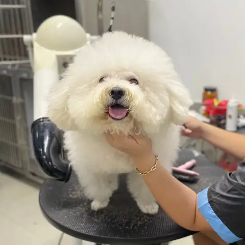 Bảo Vệ Sức Khỏe Thính Giác Cho Chó Poodle Bảo Vệ Sức Khỏe Thính Giác Cho Chó Poodle