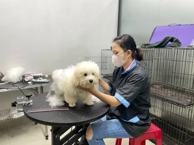Cách Vệ Sinh Tai Cho Chó Poodle: Những Điều Bạn Cần Lưu Ý Cách Vệ Sinh Tai Cho Chó Poodle: Những Điều Bạn Cần Lưu Ý