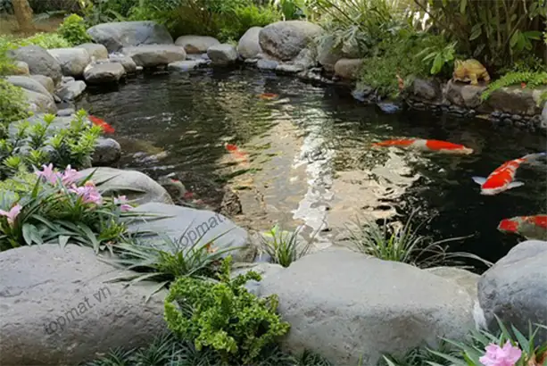 Hướng Dẫn Xây Hồ Cá Bằng Đá Cuội: Tự Làm Bể Đẹp, Bền, Dễ Vệ Sinh