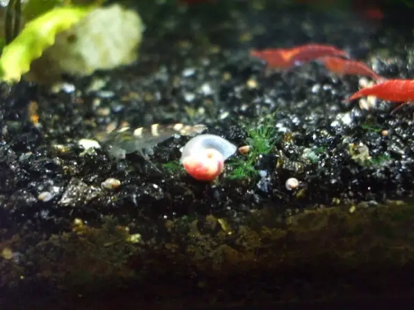 Cách Xử Lý Giun Trắng Trong Hồ Cá Rồng