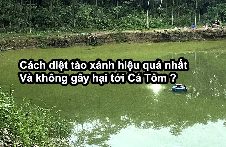 Cách Diệt Tảo Xanh Trong Ao Hồ Nuôi Cá Tôm Hiệu Quả Và An Toàn Nhất Cách Diệt Tảo Xanh Trong Ao Hồ Nuôi Cá Tôm Hiệu Quả Và An Toàn Nhất