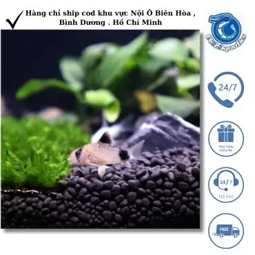 Hướng Dẫn Cách Xử Lý Và Vệ Sinh Hồ Cá Mới Dán ...