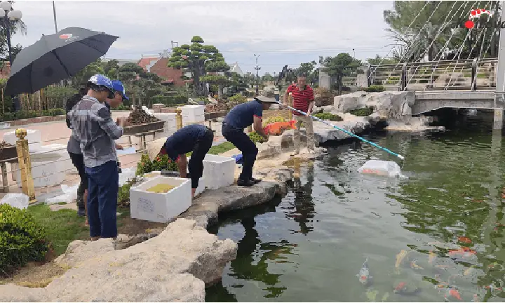 Cách Xử Lý Khi Gặp Tình Trạng Cá Koi Mới Mua Về Bỏ Ăn – Koilover