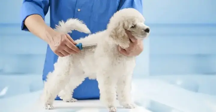 Hướng Dẫn Cách Xử Lý Lông Chó Bị Vón Cục Hiệu Quả Nhất