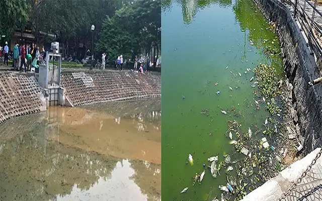 Vì Sao Nước Trong Ao Cá Bị Ô Nhiễm Vì Sao Nước Trong Ao Cá Bị Ô Nhiễm