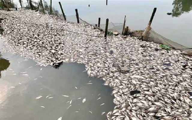 Hậu Quả Khi Nước Ao Cá Bị Ô Nhiễm