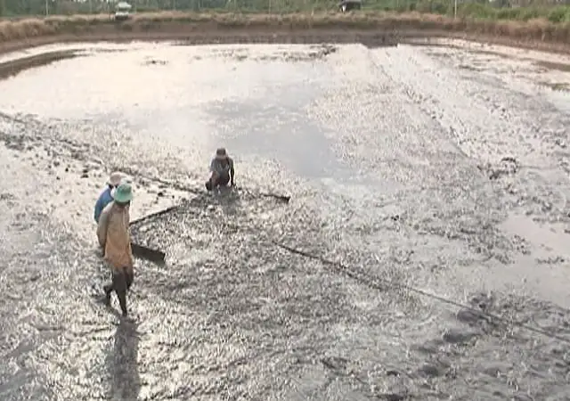 Nạo Vét Ao Định Kỳ Nạo Vét Ao Định Kỳ