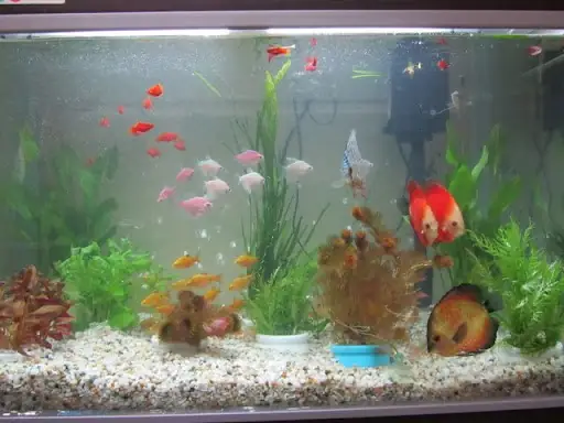 Cách Xử Lý Nước Hồ Cá Bị Đục Cách Xử Lý Nước Hồ Cá Bị Đục