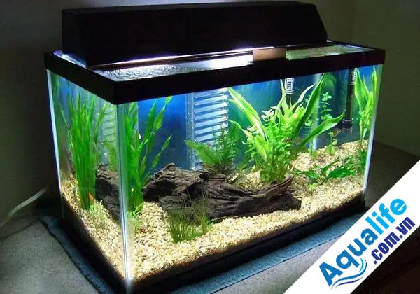 Cách Xử Lý Nước Bể Cá Cảnh Hiệu Quả, Đảm Bảo Sức Khỏe Cho Cá Cách Xử Lý Nước Bể Cá Cảnh Hiệu Quả, Đảm Bảo Sức Khỏe Cho Cá