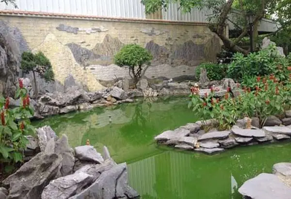 Ứng Dụng Các Chế Phẩm Vi Sinh An Toàn Trong Cách Xử Lý Nước Hồ Cá Bị Rêu Xanh