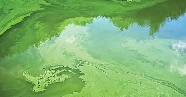 Cách Xử Lý Nước Hồ Cá Bị Rêu Xanh