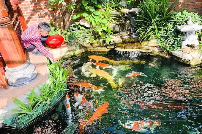 Câu Hỏi Thường Gặp Về Cafe Cá Koi Cam Lâm