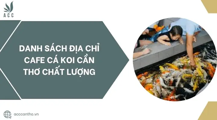 Danh Sách Địa Chỉ Cafe Cá Koi Cần Thơ Chất Lượng