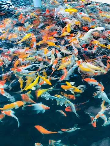 Top 6 Quán Cà Phê Cá Koi Đẹp Nhất Cần Thơ - Tìm Hiểu Cùng Mytour ...