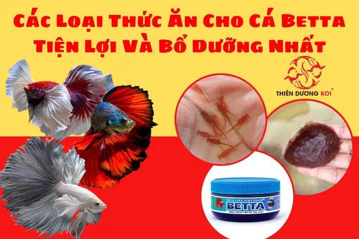 Top 7 Loại Thức Ăn Cho Cá Betta Tiện Lợi Và Bổ Dưỡng Nhất